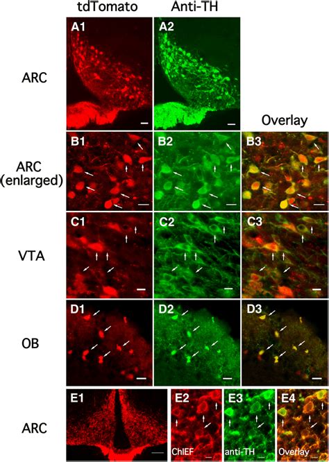 TH Expression In TH TdTomato Transgenic Mice A1 A2 TH TdTomato