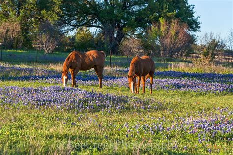 Horses in Wildflowers 3706