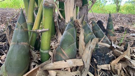 Bamboo Shoots Harvest How To Harvest Sweet Bamboo Shoots Daily Life And