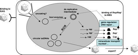 Porcine Circovirus Type 2 In China An Update On And Insights To Its