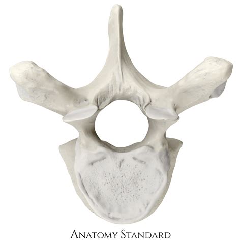 Anatomy Standard Drawing Thorcacic Vertebra Th Superior View No