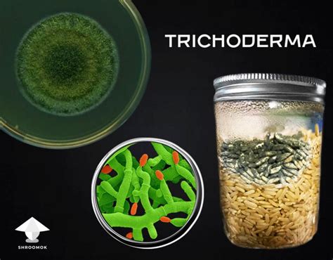 Green Mold Contamination Aka Trichoderma