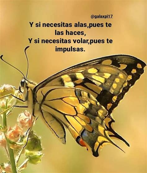 Imágenes Con Frases De Mariposas Inspiración Y Belleza En Un Solo