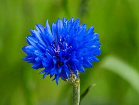 Cornflower Meanings: From Folktales to Modern Interpretations - Petal ...