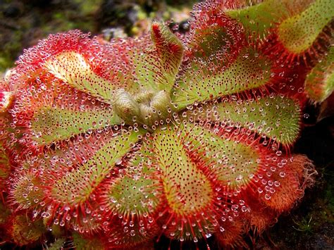 Blog Sur Les Plantes Carnivores Eden Carnivore Astuces Et Conseils