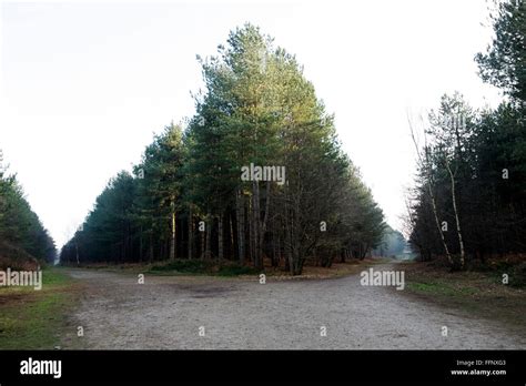 Incidente Ovnis Bosque Rendlesham Fotografías E Imágenes De Alta