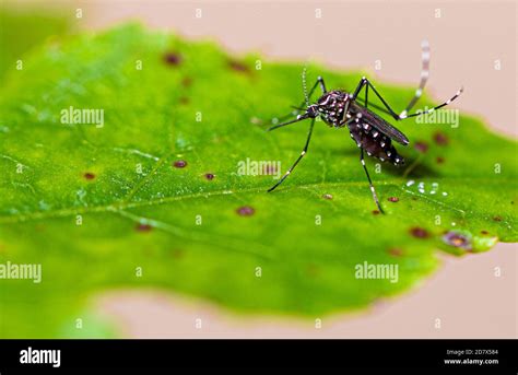 Aedes Aegypti Mosquito Pernilongo With White Spots And Green Leaf Stock