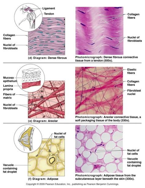 Cell 6 Cells Tissues Connective Tissue Cells In Human Body Tissue Biology Anatomy And