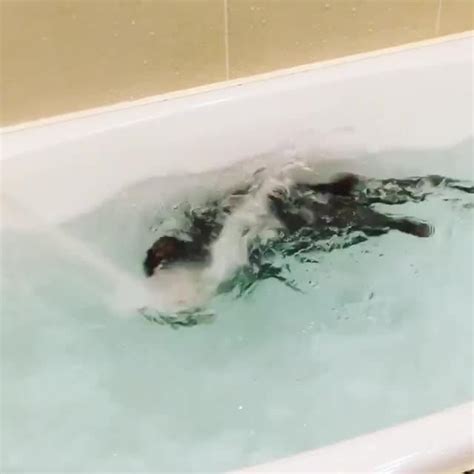 This Adorable Otter Was Happily Taking A Bath When His Owner Turned On