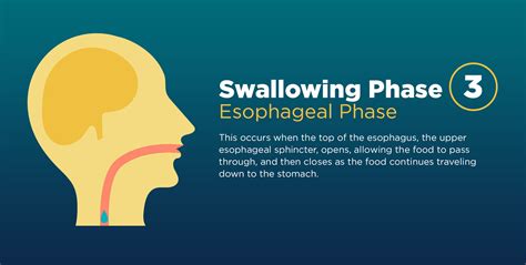 Treat Dysphagia With Speech Pathology Brooks Rehabilitation