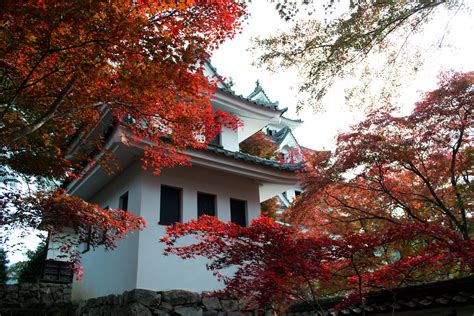 Gujo Hachiman Castle In All Its Autumn Splendour