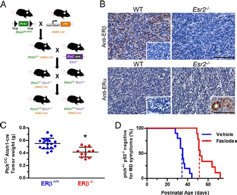 Effects Er Knockout And Er Inhibition In Mouse Models Of