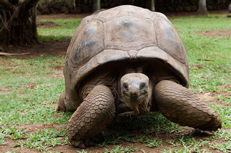 Download Smiling Tortoise On Grassy Ground Wallpaper