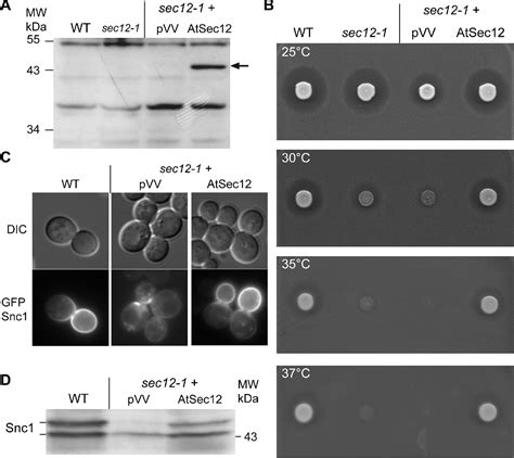 Figure From Study Of The Plant Copii Vesicle Coat Subunits By