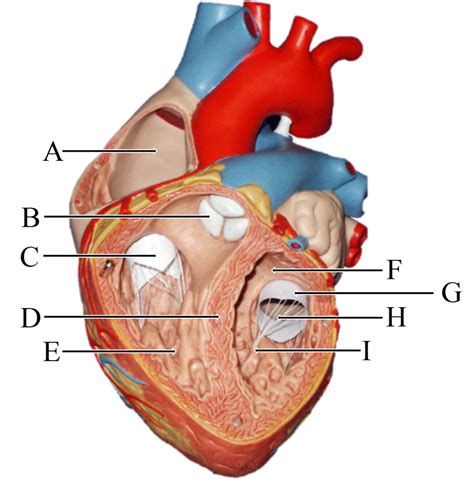 Heart Model 7 Diagram Quizlet