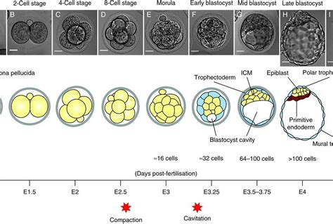 When Do Embryos Split