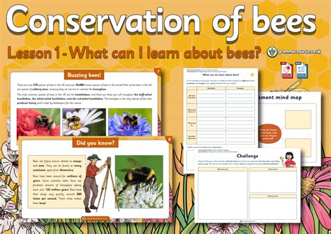 Year 3 Geography Conservation Of Bees What Can We Learn About Bees