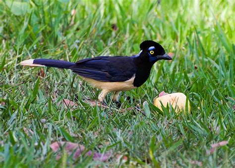 Foto Gralha Pica A Cyanocorax Chrysops Por Thiago Martins Wiki Aves