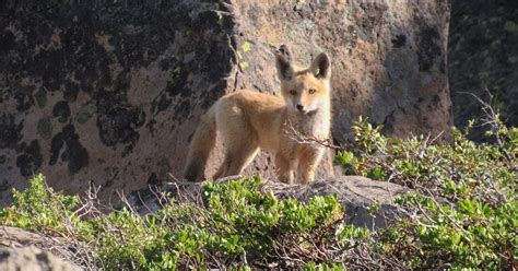 Rare Sierra Nevada Red Foxes Survive Massive California Fire