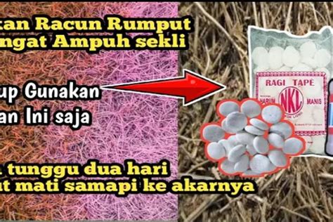 Semua Permasalahan Dengan Rumput Liar Akan Tuntas Sampai Ke Akarnya