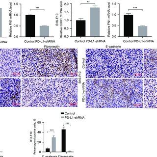 Shrna Mediated Pd L Knockdown Suppressed Emt In Vivo A The Mrna