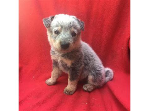 blue heeler puppies for sale in texas Pittsburg - Puppies for Sale Near Me