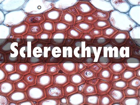 Sclerenchyma Under Microscope