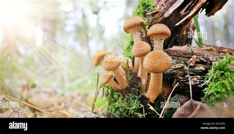 Cosecha De Hongos Hongo De Miel Armillaria Mellea Una Familia De