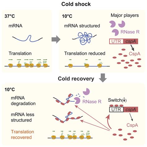 A Stress Response That Monitors And Regulates Mrna Structure Is Central