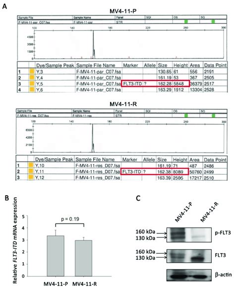 FMS Like Tyrosine Kinase 3 Internal Tandem Duplication FLT3 ITD