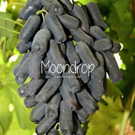 Jual Bibit Anggur Import Jenis Mondrop Hasil Grafting Super Unggul