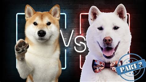 Shiba Inu Vs Kishu Inu Update Cryptocurrency Battle Analysis