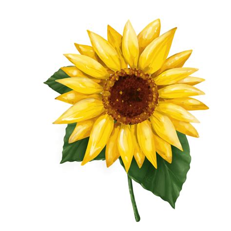 Beautiful Sunflower Clipart 25211011 Png