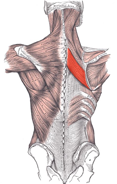 Rhomboid Strain Everything You Need To Know Hubpages