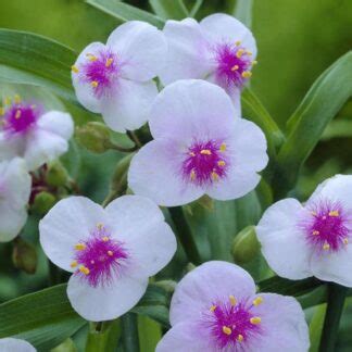 Tradescantia Macs Double 1radacina Planterra Ro Viata Pe Verde