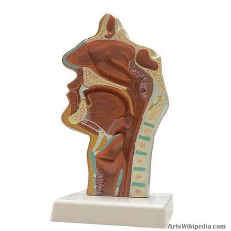 Anatomical Human Nasal Cavity Throat Model Anatomy Medical Model