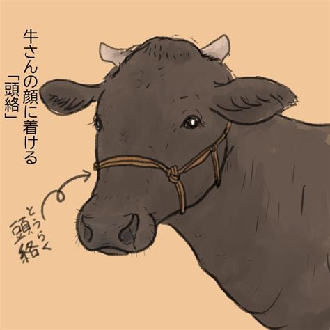 「牛さんの頭絡。色々呼び方があるそうで、面白いね 」すかまる【牛イラストレーター】の漫画