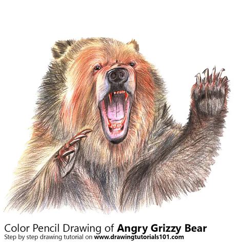 How To Draw An Angry Grizzly Bear Bears Step By Step