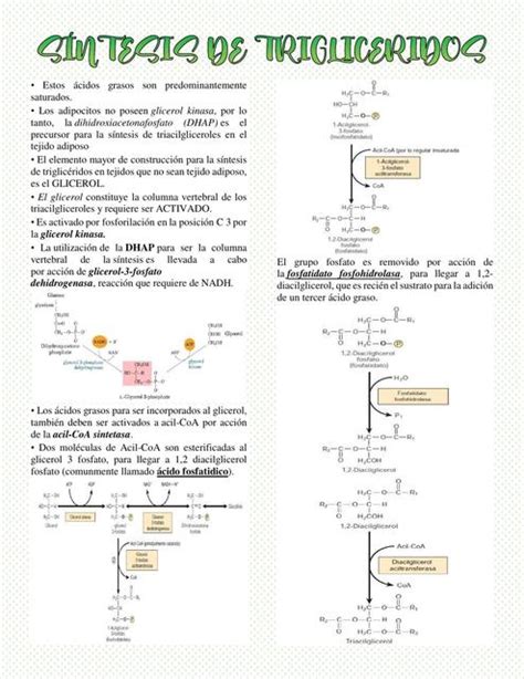 S Ntesis De Triglic Ridos Apuntes De Medicina Bioqu Mica Udocz