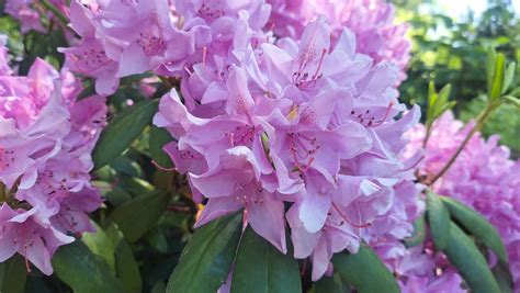 Rhododendron Bunga Bunga Bunga Foto Gratis Di Pixabay Pixabay