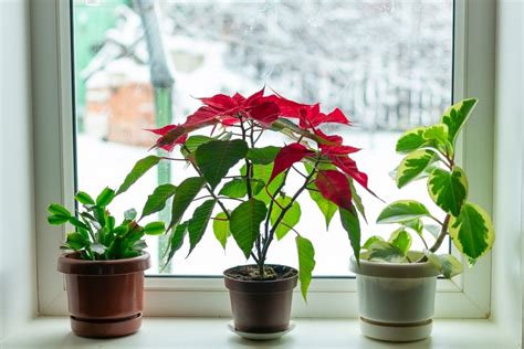 How To Keep Your Houseplants Flourish In Winter Walter S Greenhouses