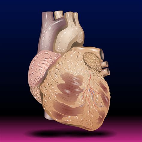 Coeur Humain Anatomique Musculaire Pompes Humaines Anatomie De L