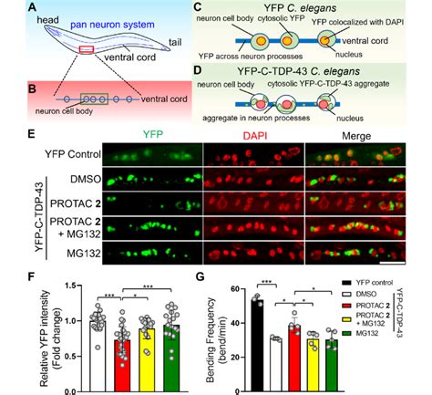 PROTAC 2 Reduced C TDP 43 Aggregation And Improved The Motility Of The