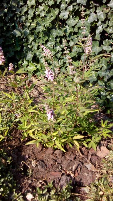 Vitex Agnus Castus Pink Pinnacle Acheter Des Plantes En Ligne