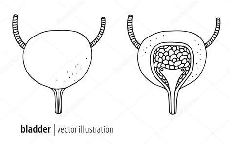 Human Bladder Vector Illustration Cross Section Stock Vector By