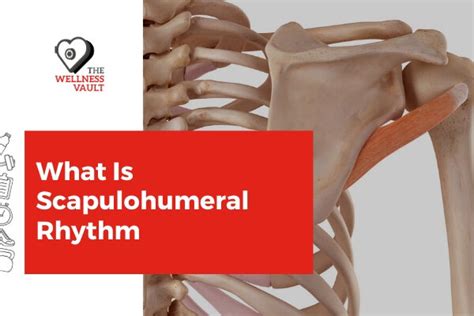 Scapulohumeral Rhythm