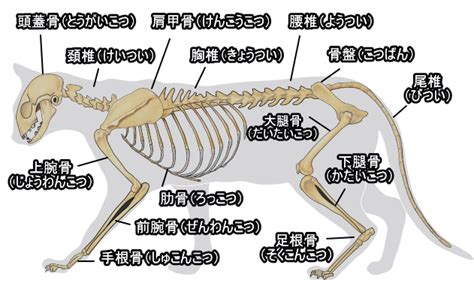 ヒトとネコの体の違い ぜんしん整形外科 スタッフブログ