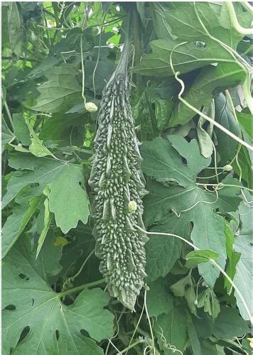 Green F1 Hybrid Bitter Gourd Packaging Type Packet Packaging Size