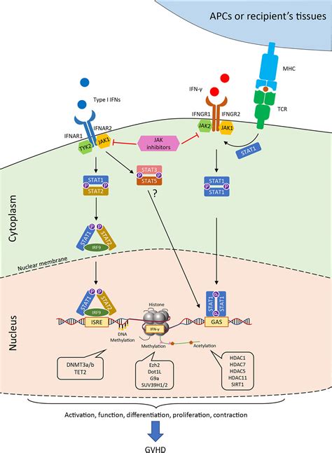 Frontiers The Effects Of Interferons On Allogeneic T Cell Response In