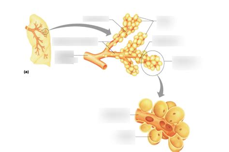 Alveolar Sac Model Diagram Quizlet